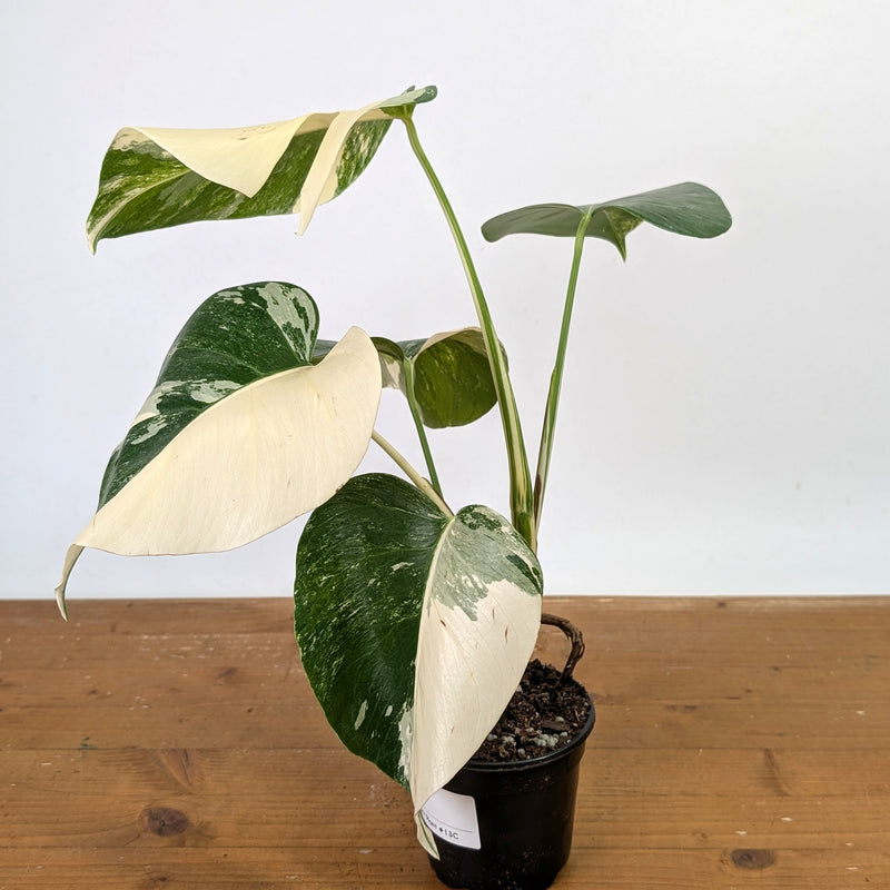 Monstera Albo - Exact Plant 4 Inch Pot #13C Half Moon