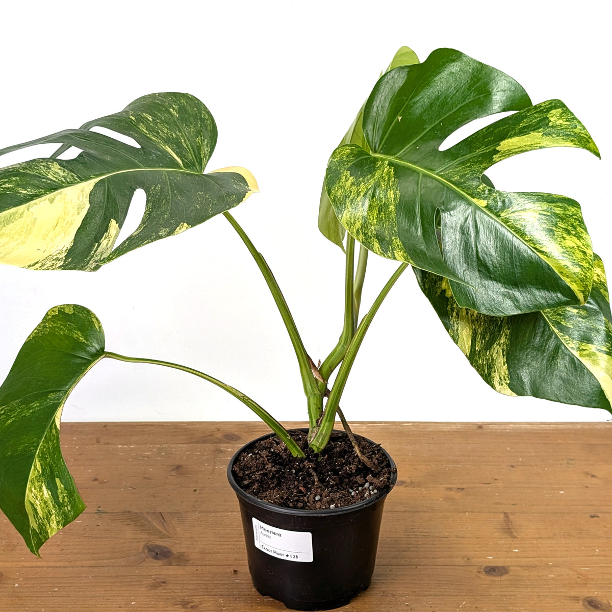 Monstera Aurea - Exact Plant 6 Inch Pot #13B