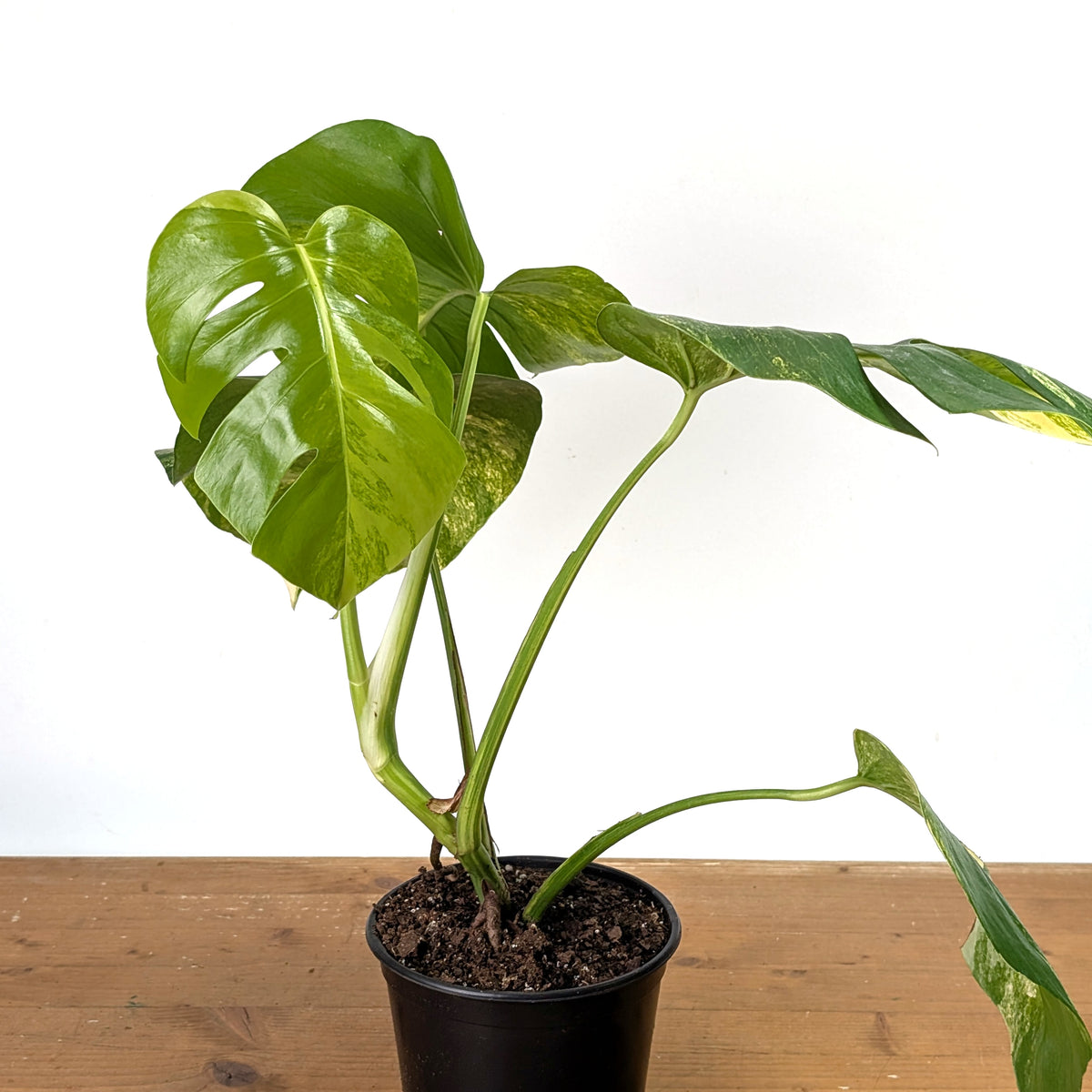 Monstera Aurea - Exact Plant 6 Inch Pot #13B