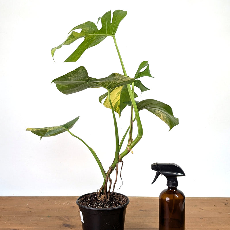 Monstera Aurea - Exact Plant 6 Inch Pot #13E