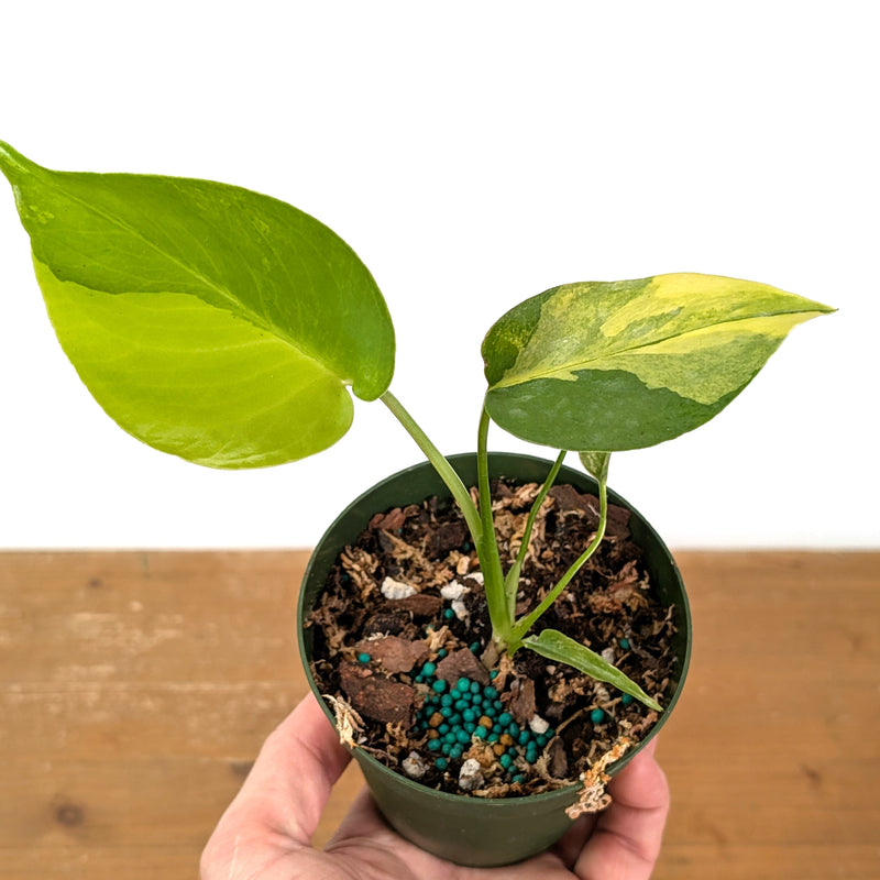 Monstera Yellow Marilyn Aurea