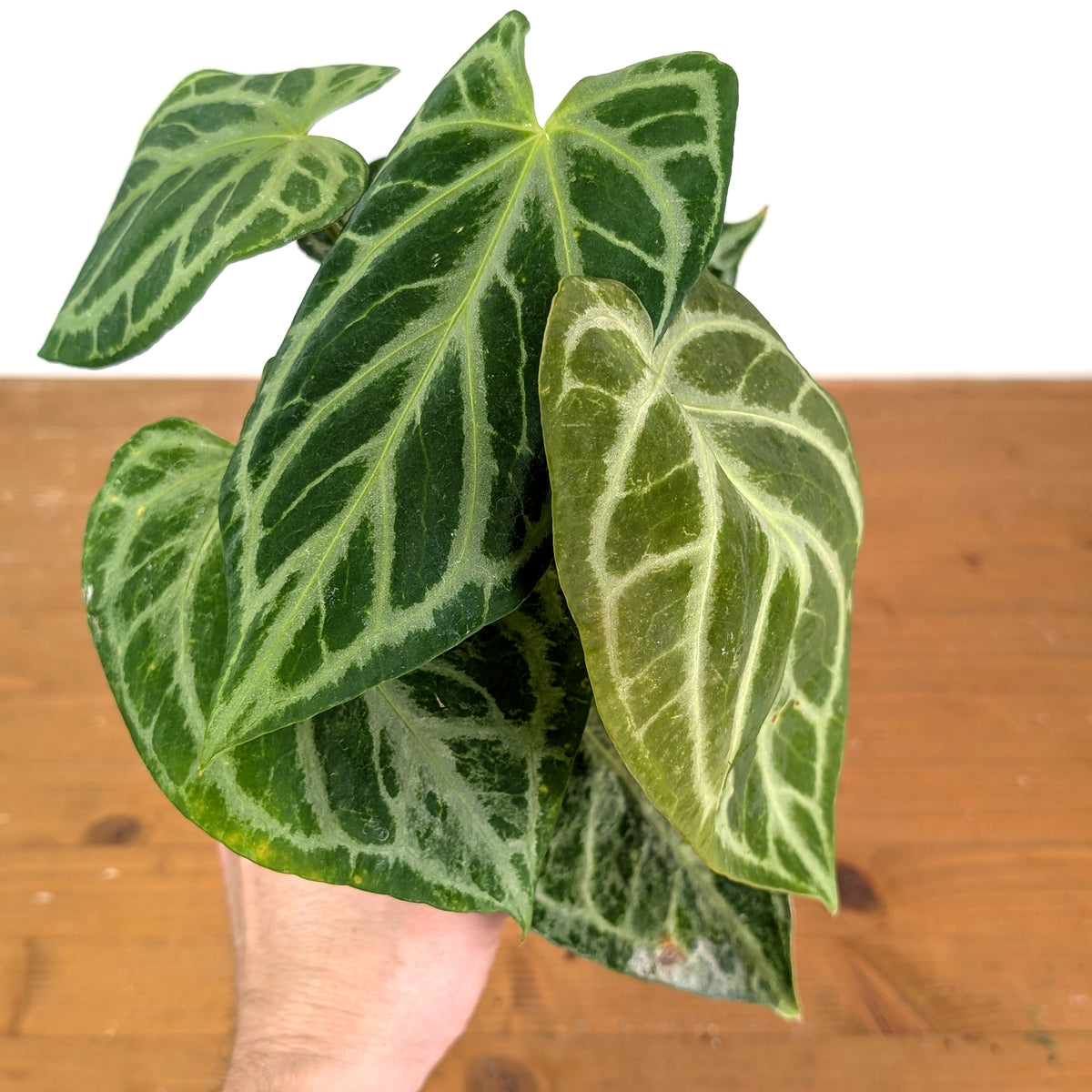 Anthurium Silver Blush Variegated Mint Exact Plant in 4 Inch Pot #33A