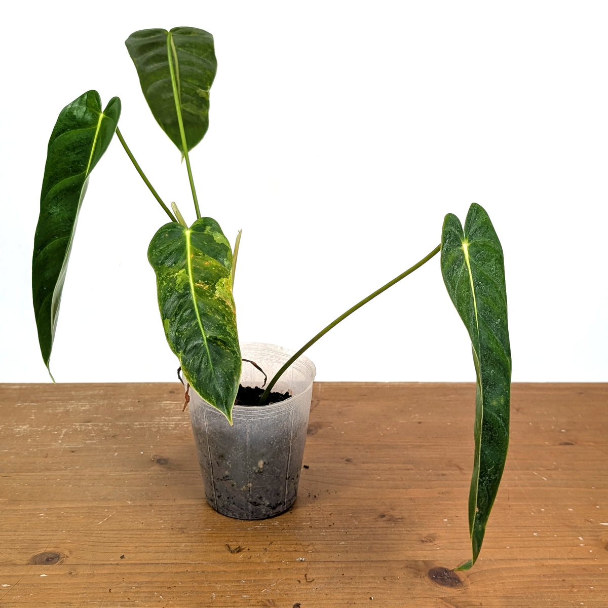 Philodendron Green Sky Variegated - Exact Plant #14A