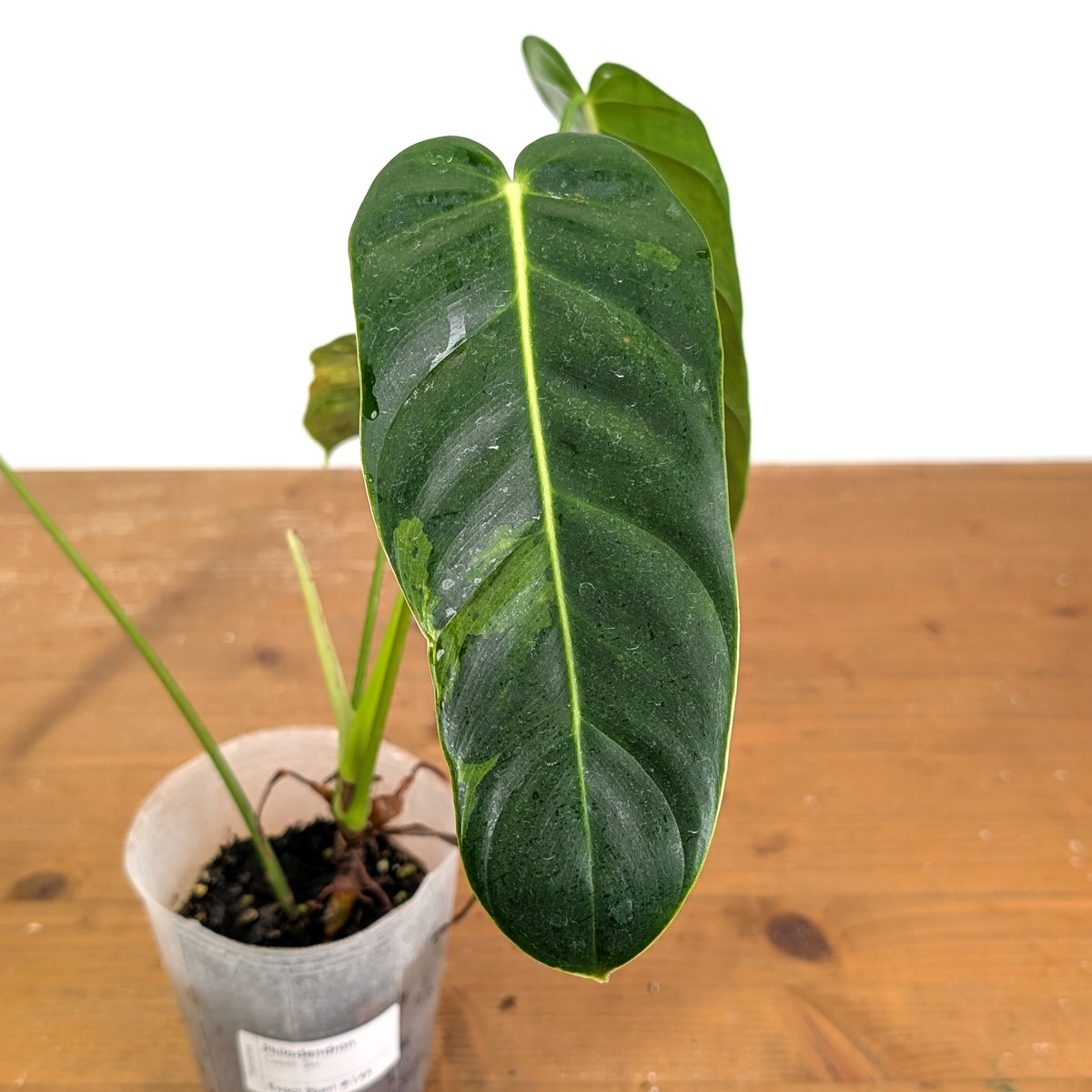 Philodendron Green Sky Variegated - Exact Plant #14A