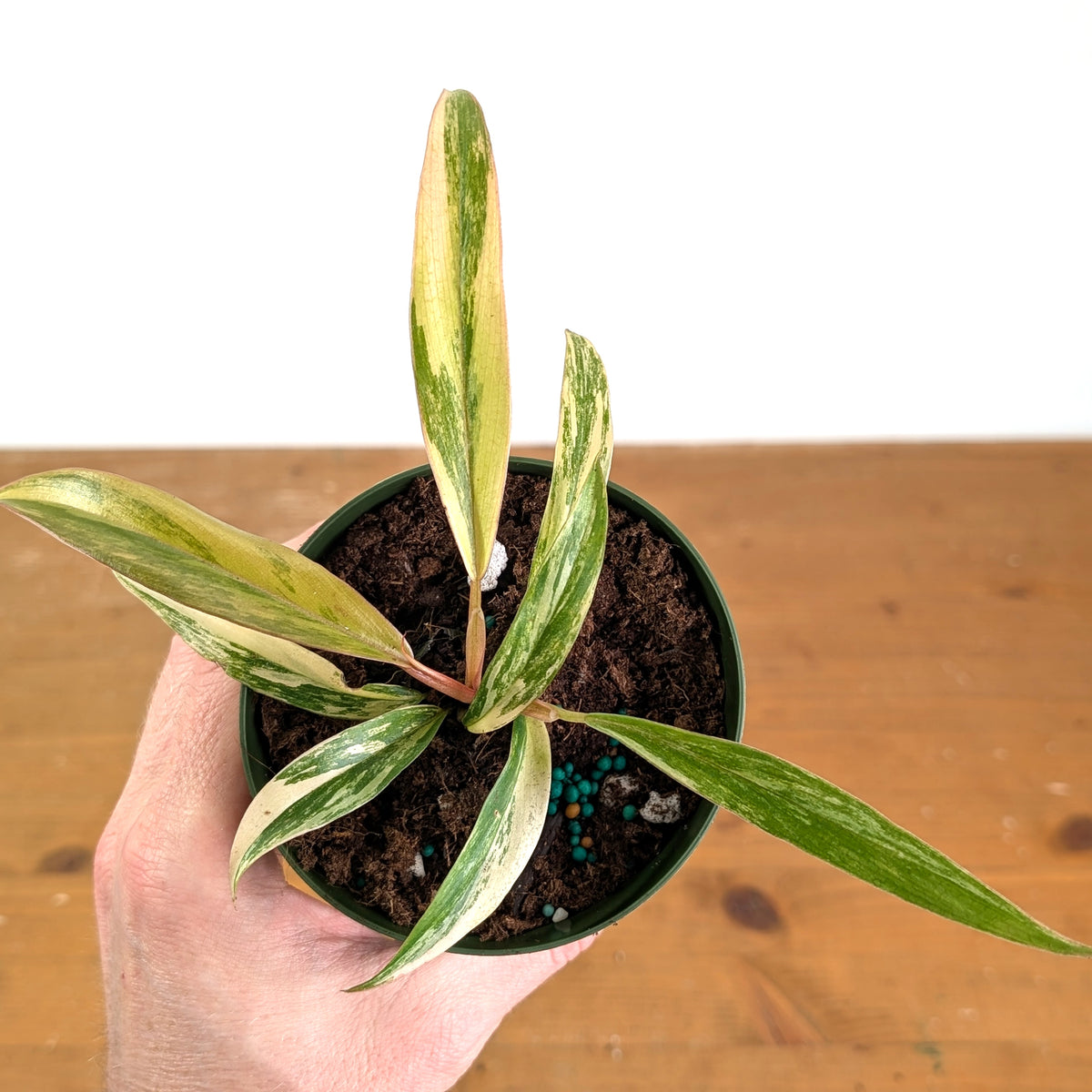 Philodendron Caramel Marble Variegated