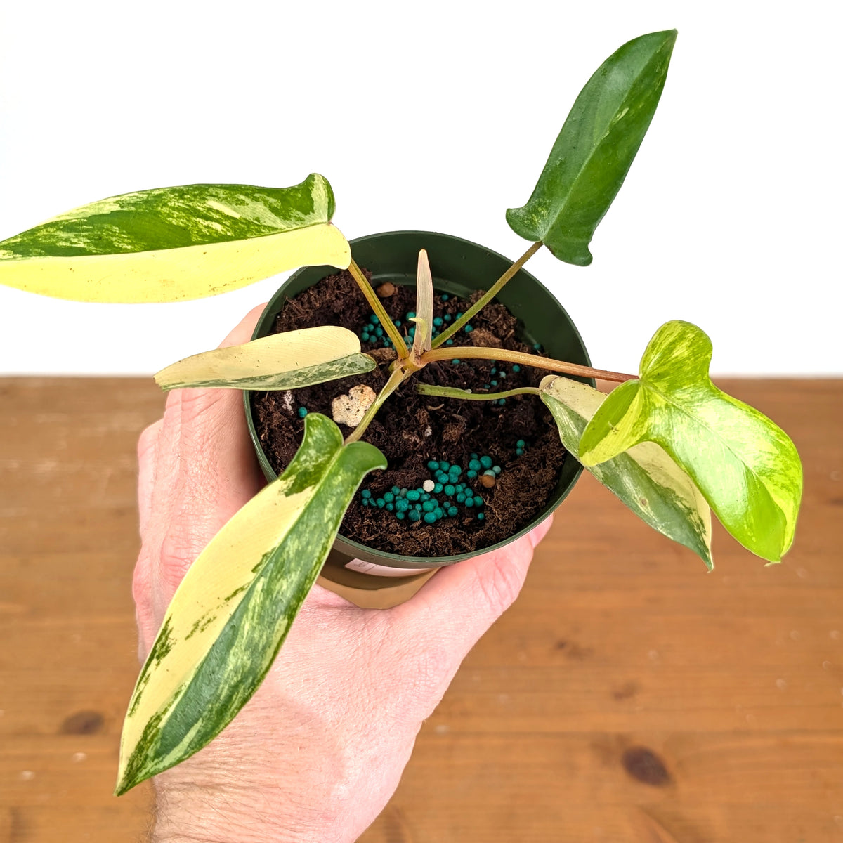Philodendron Florida Beauty Variegated