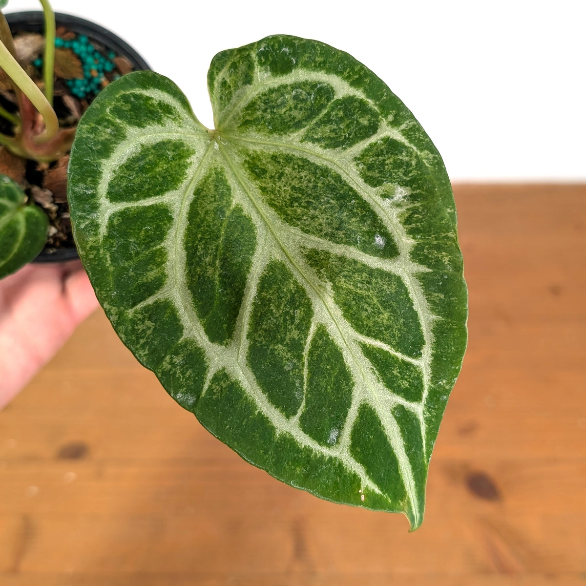 Anthurium Silver Blush Variegated Mint Exact Plant in 4 Inch Pot #49A