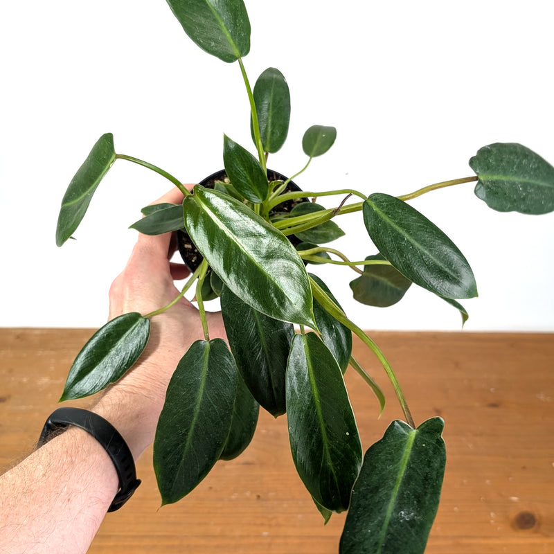 Philodendron Spiritus Sancti