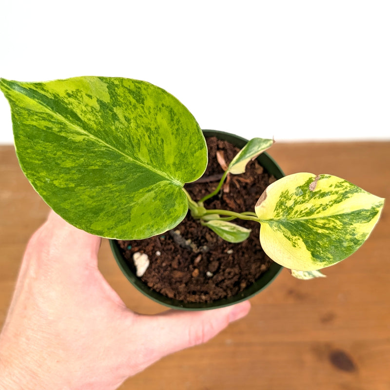 Monstera Yellow Marilyn Aurea