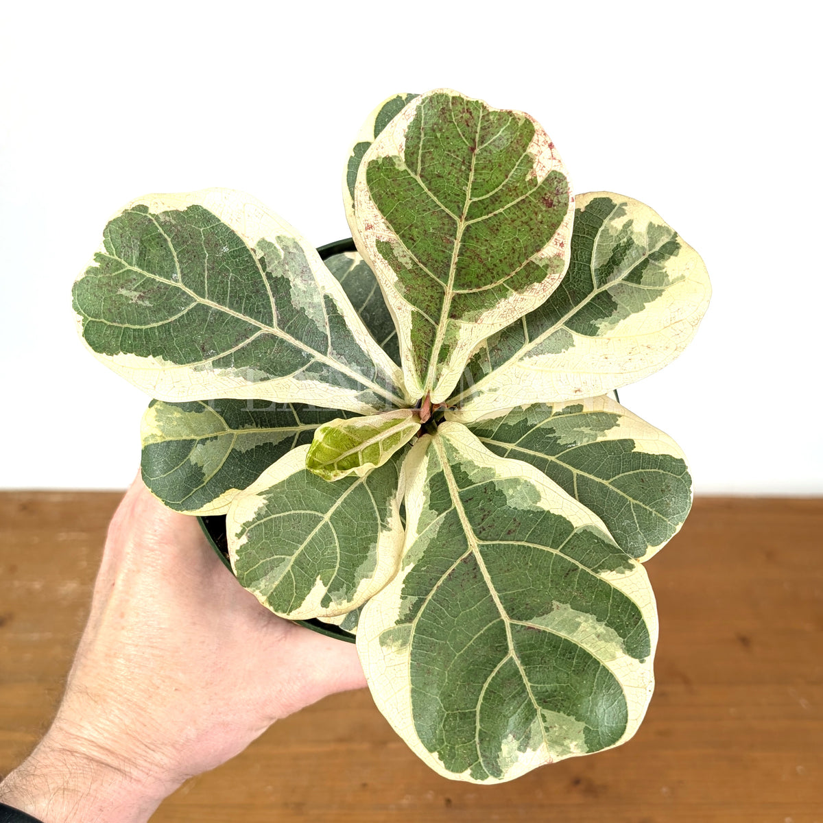 Variegated Fiddle Leaf Fig - Ficus lyrata 'Variegata'