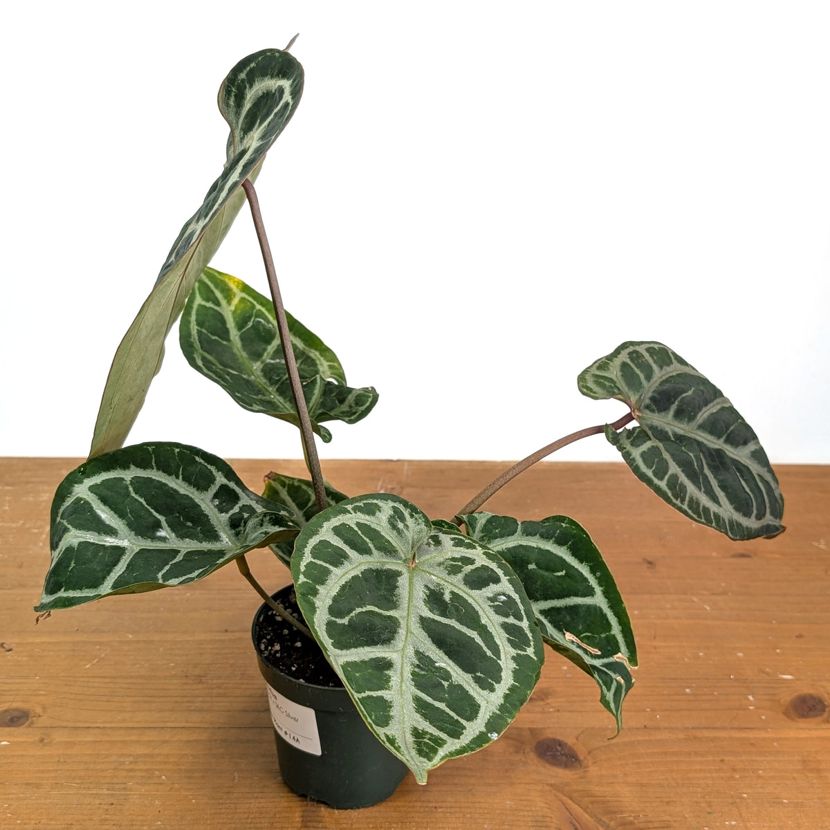 Anthurium Michele x SKG Silver Exact Plant #14A