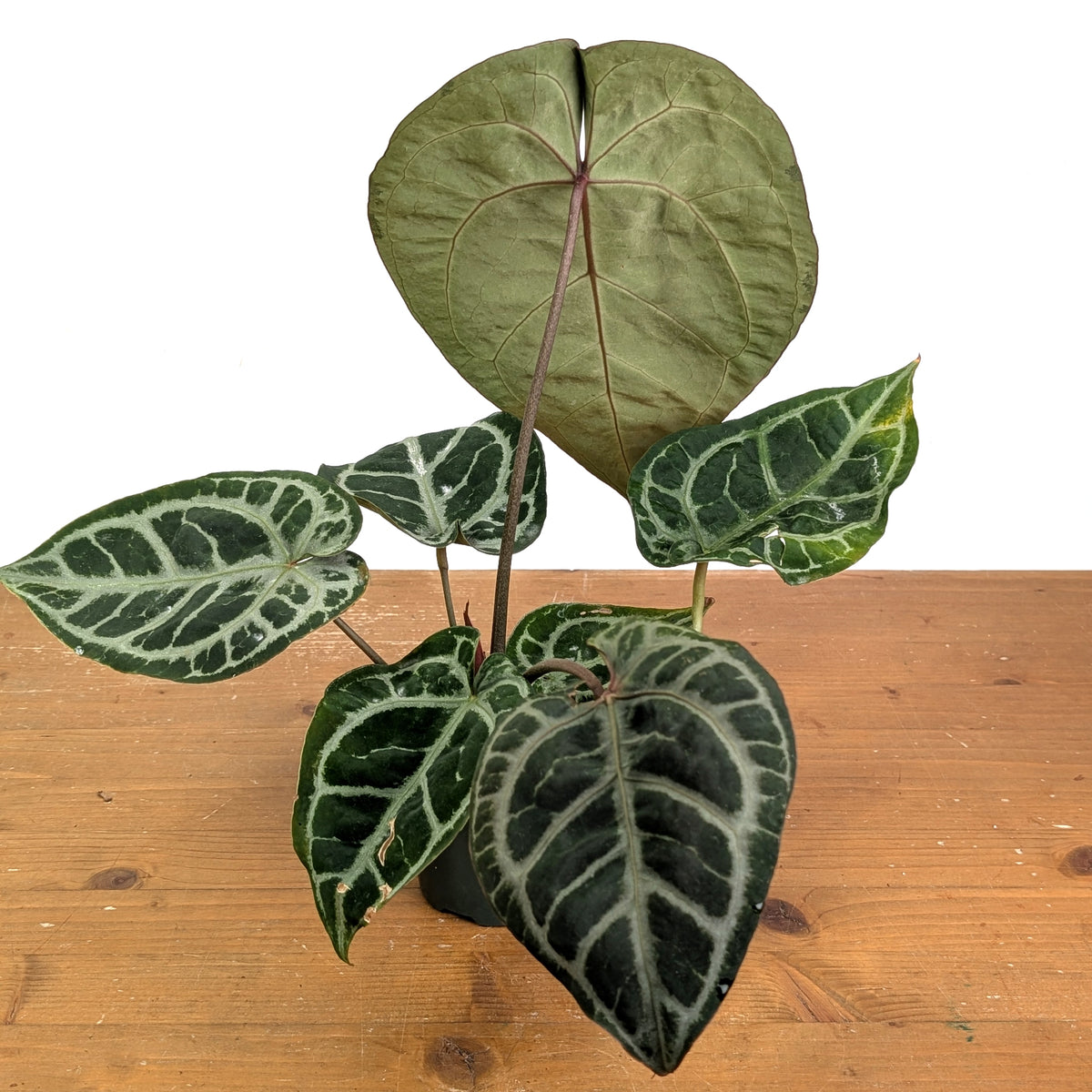 Anthurium Michele x SKG Silver Exact Plant #14A