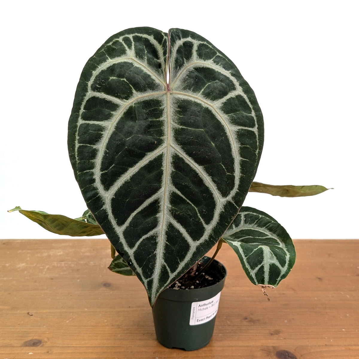 Anthurium Michele x SKG Silver Exact Plant #14A