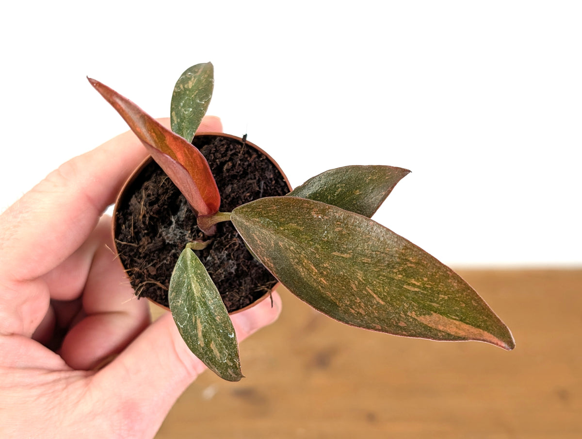 Philodendron Orange Princess Marble