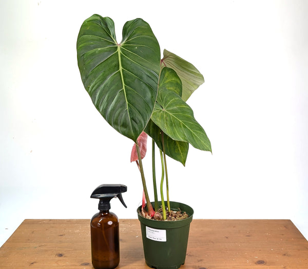 Philodendron Pink Glory (Lynamii x Gloriosum) - Exact Plant #15A