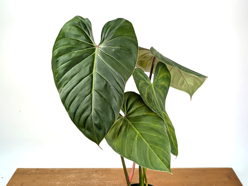 Philodendron Pink Glory (Lynamii x Gloriosum) - Exact Plant #15A