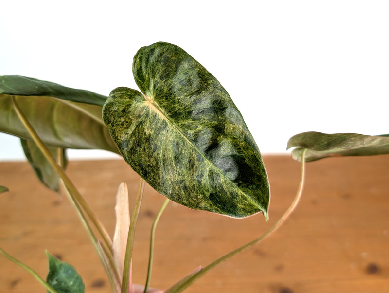 Philodendron El Choco x Billietiae Variegated - Exact Plant #15A