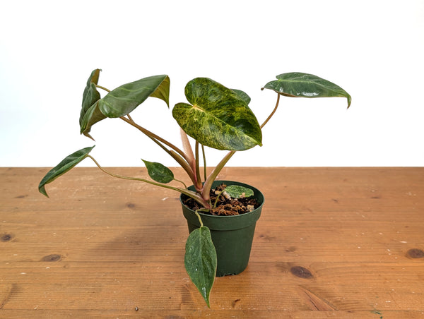 Philodendron El Choco x Billietiae Variegated - Exact Plant #15A