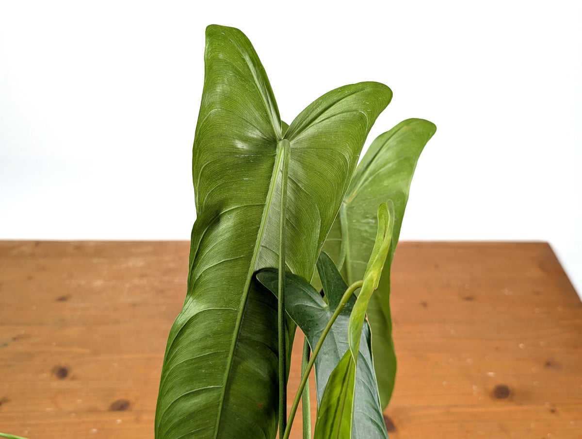 Philodendron Sharoniae Mosquera