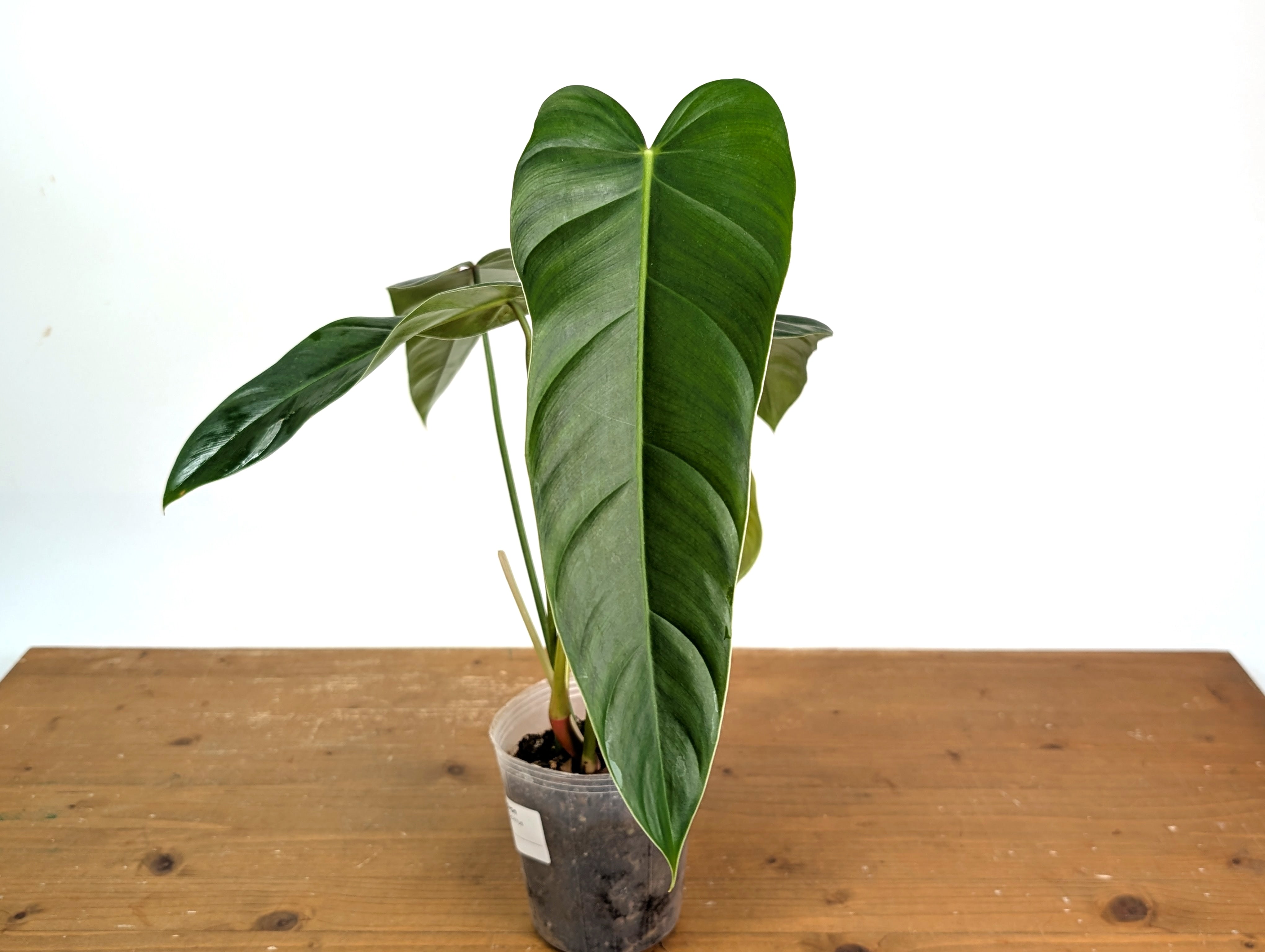 philodendron samtige blätter Philodendron hederaceum 'Micans Marble Variegata'