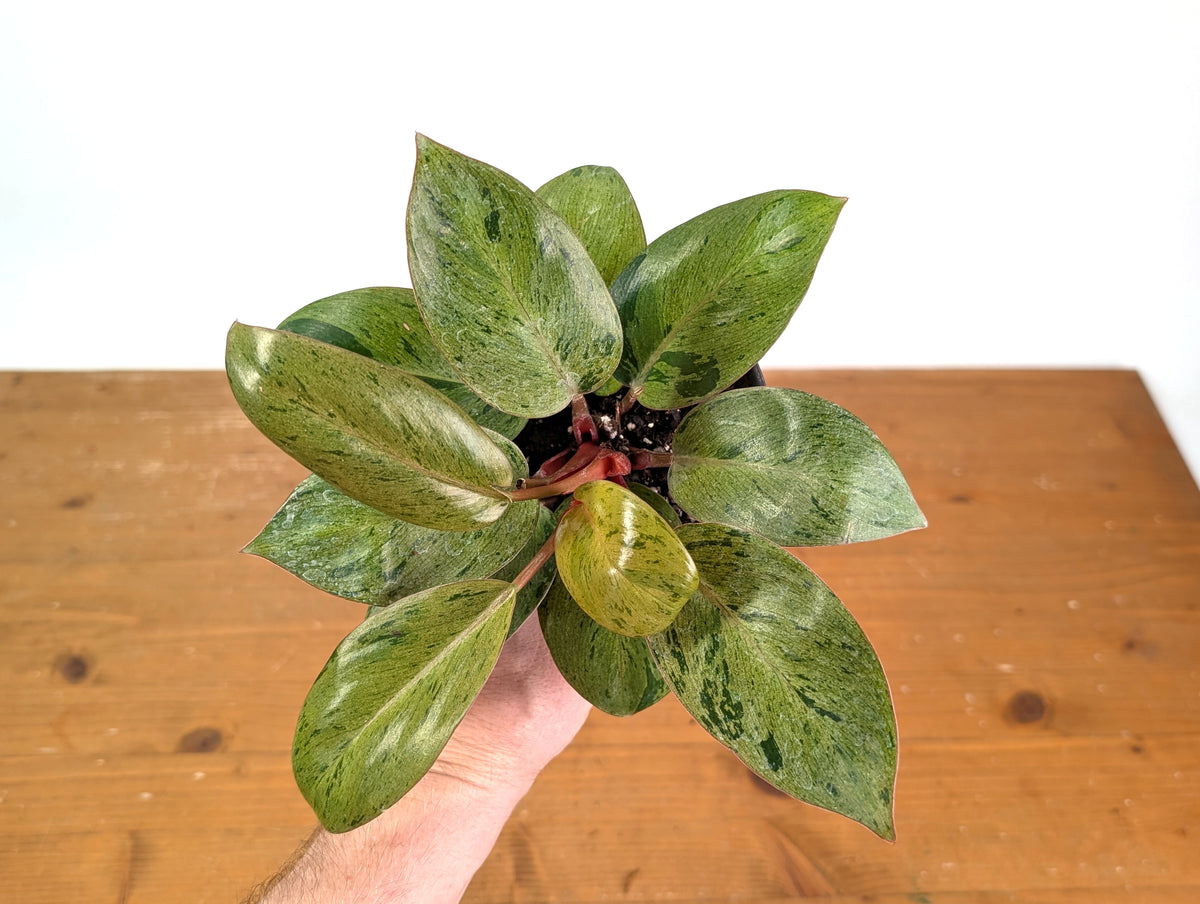 Philodendron Congo Marble Mint Variegated