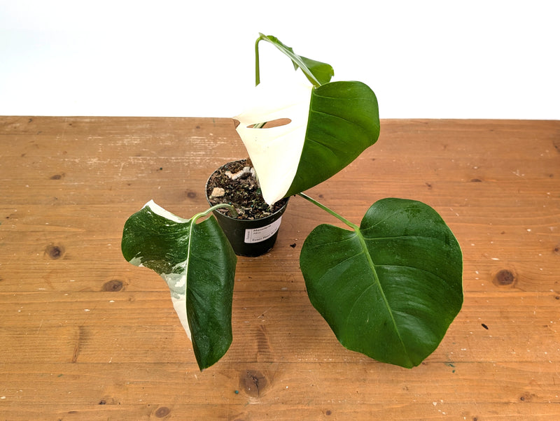 Monstera Albo - Exact Plant #15A