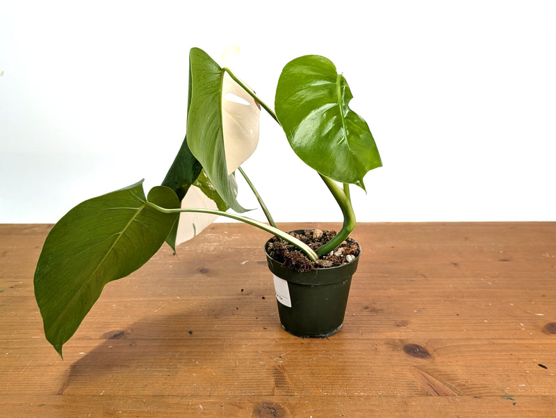 Monstera Albo - Exact Plant #15A