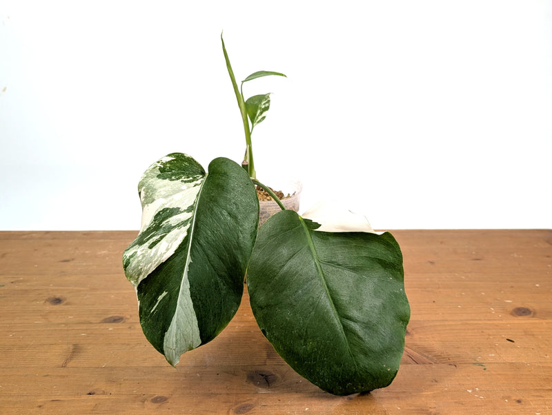 Monstera Albo - Exact Plant #15B