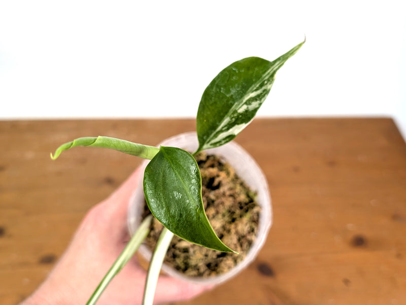 Monstera Albo - Exact Plant #15B