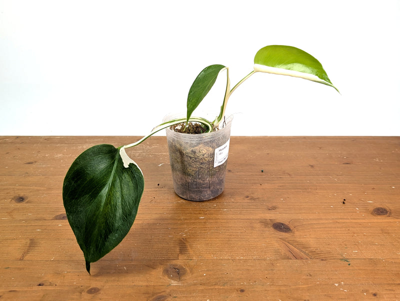 Monstera Albo - Exact Plant #15C
