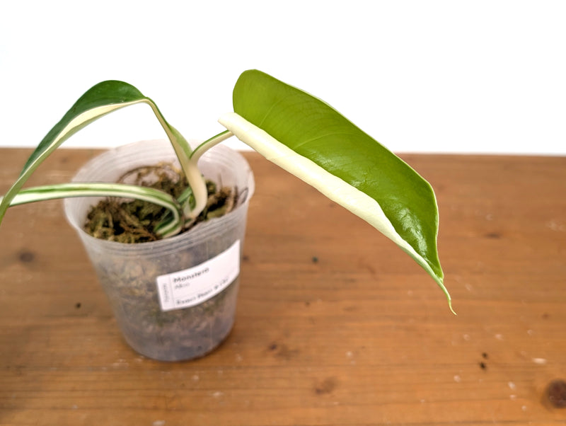 Monstera Albo - Exact Plant #15C