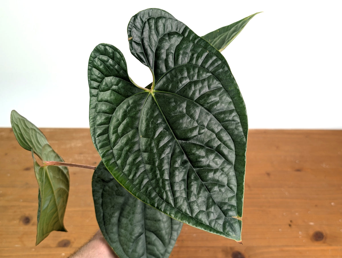 Anthurium Silver Luxurians