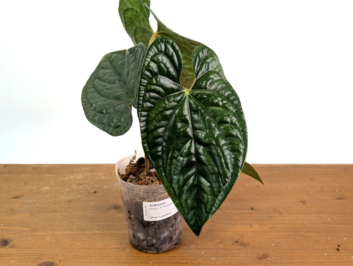 Anthurium Silver Luxurians