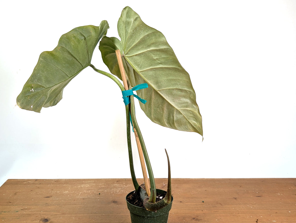 Philodendron Gloriosum x Maximum - Exact Plant #15B