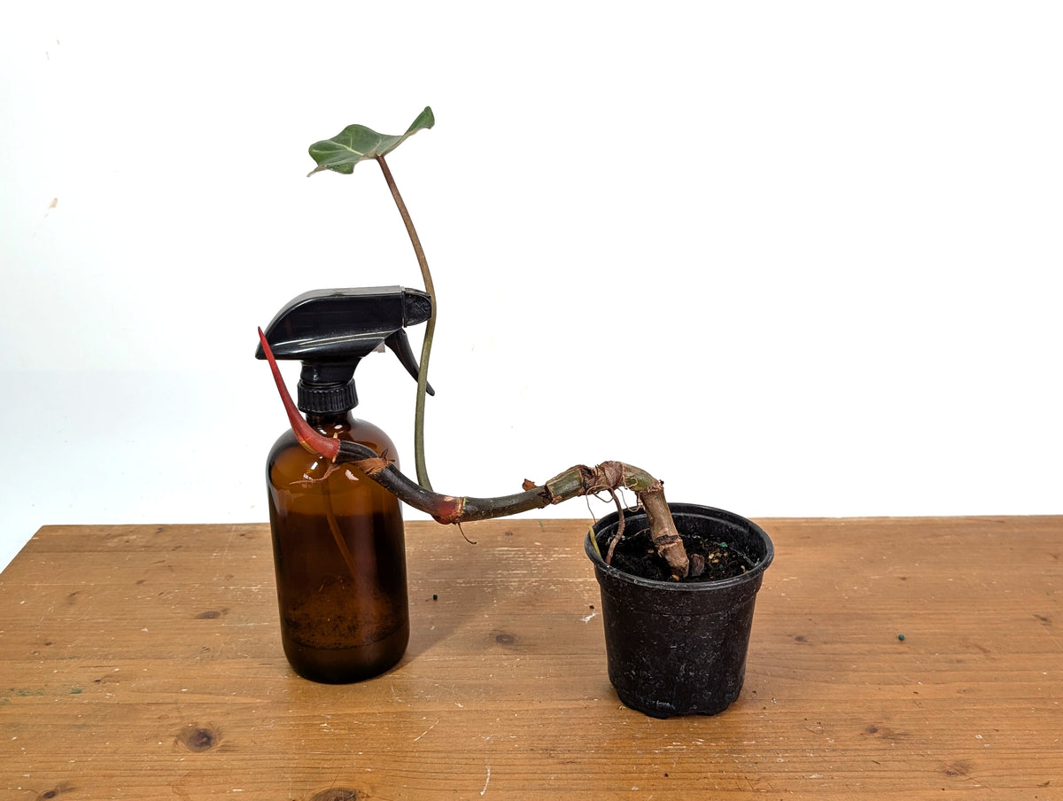 Philodendron Gloriosum x Maximum - Exact Plant #15C