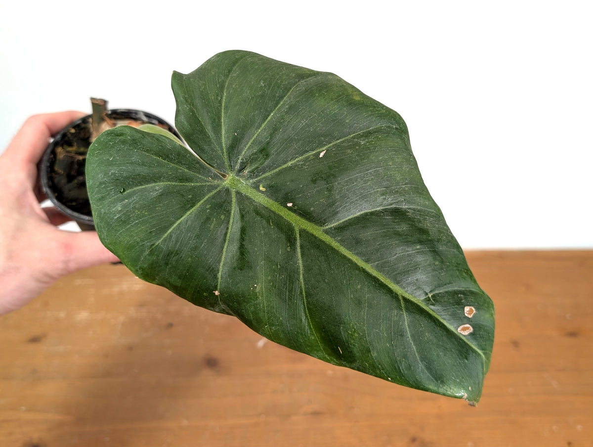 Philodendron Gloriosum x Maximum - Exact Plant #15E