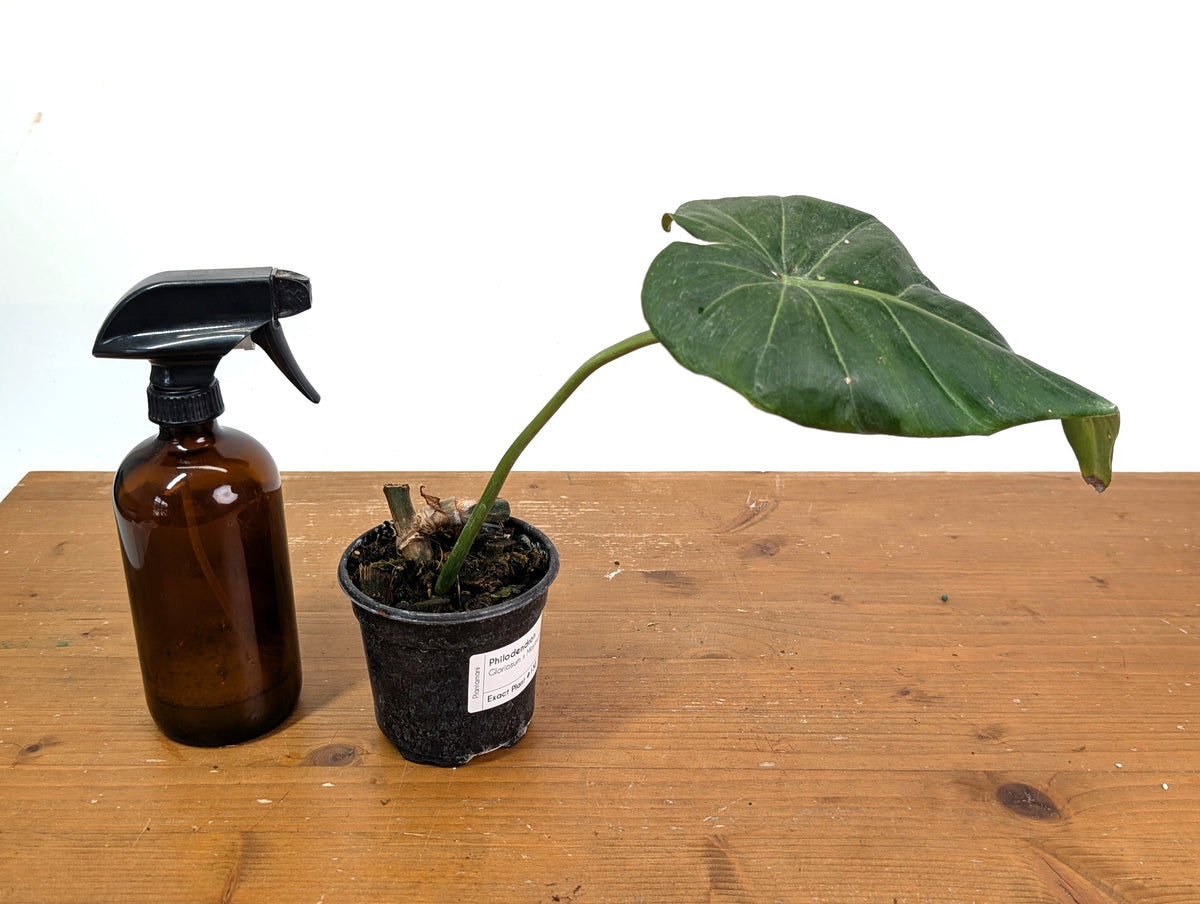 Philodendron Gloriosum x Maximum - Exact Plant #15E