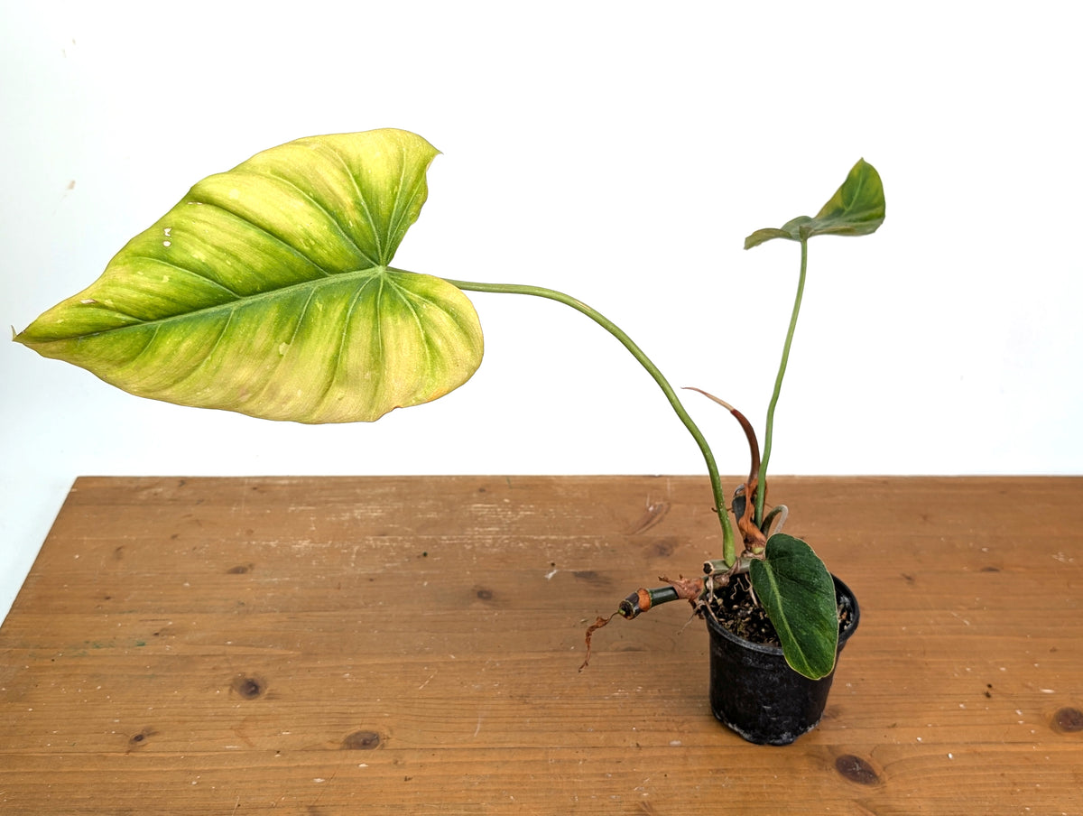 Philodendron Gloriosum x Maximum - Exact Plant #15F (Sun Stressed Variegated Leaf)