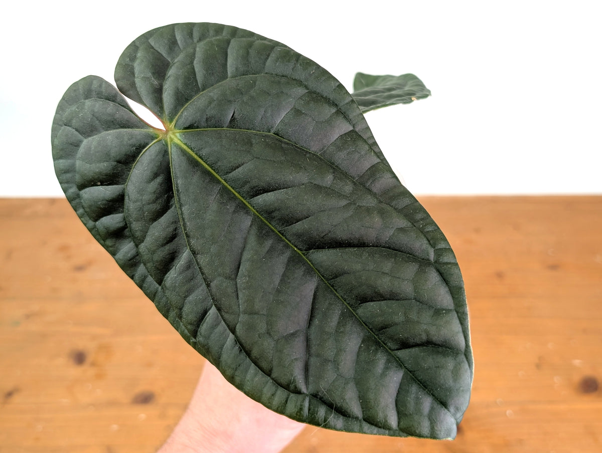 Anthurium besseae × A. luxurians ('Amazon Diamond')