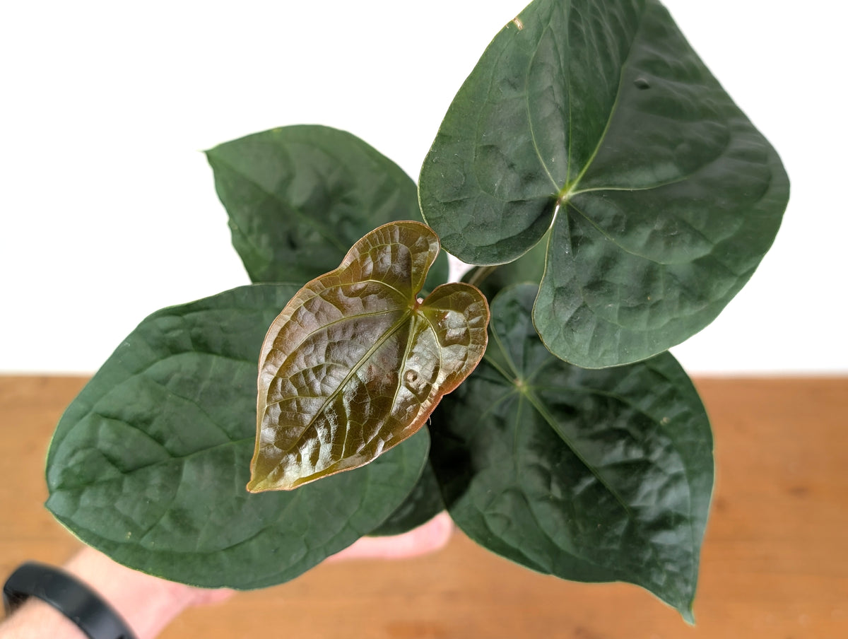 Anthurium Forgetii x Luxurians