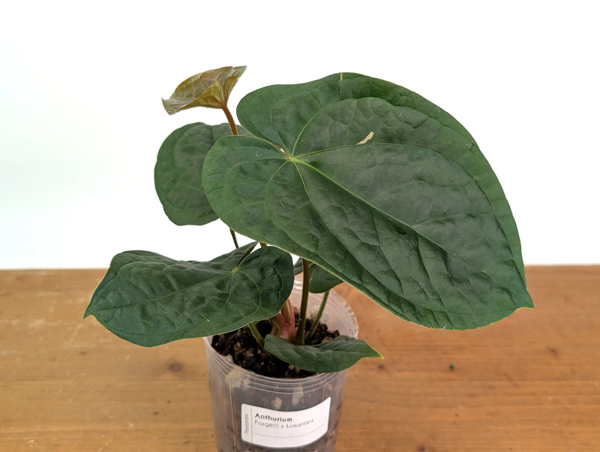 Anthurium Forgetii x Luxurians