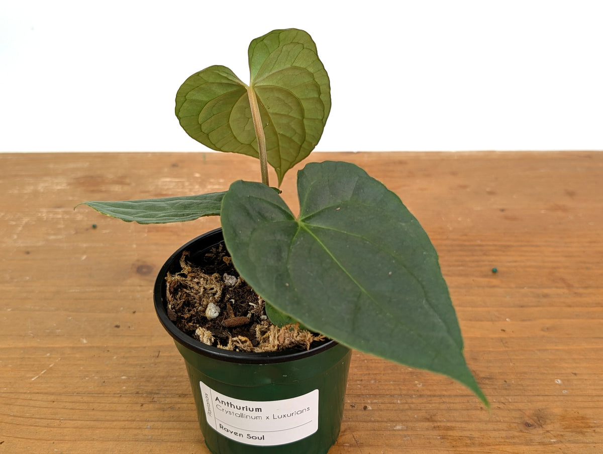 Anthurium Raven Soul (A. crystallinum x luxurians)
