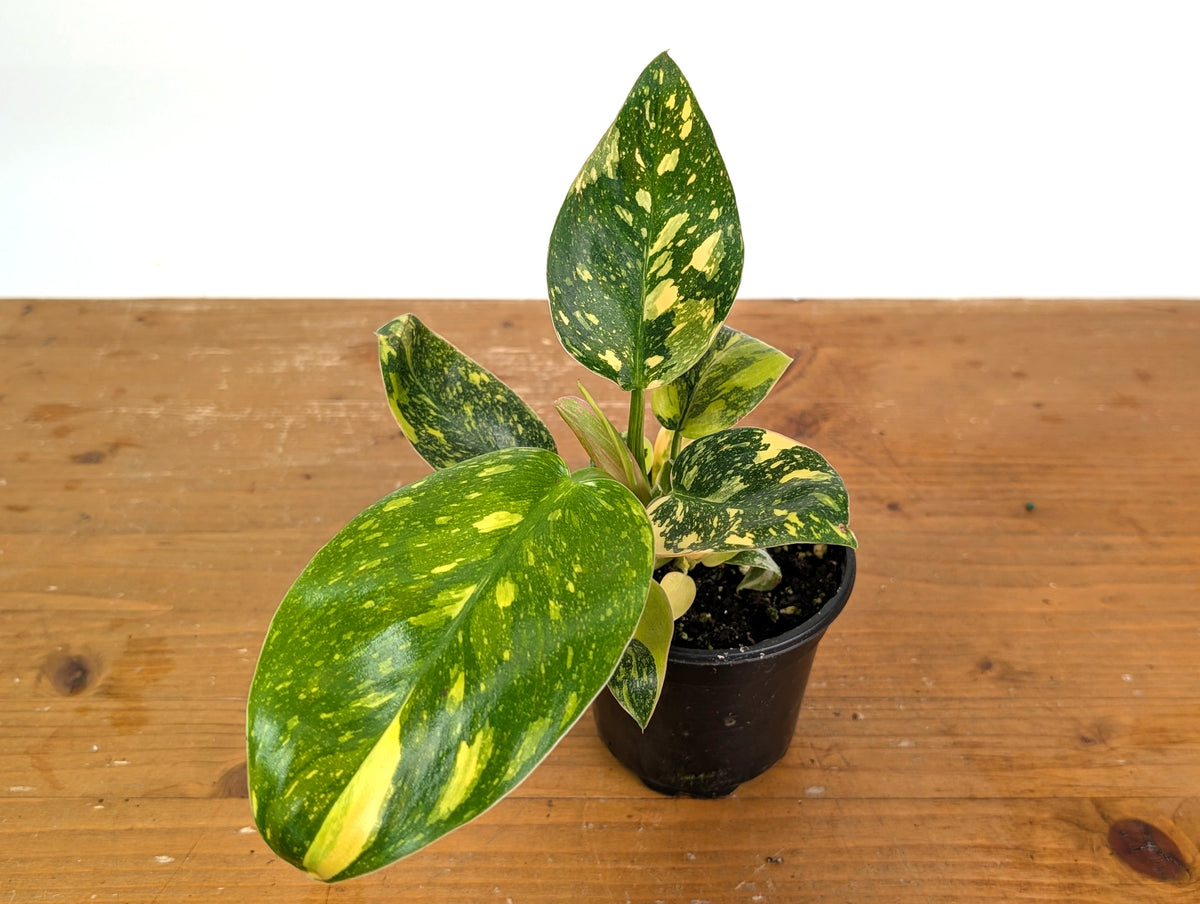 Philodendron Green Congo Variegated