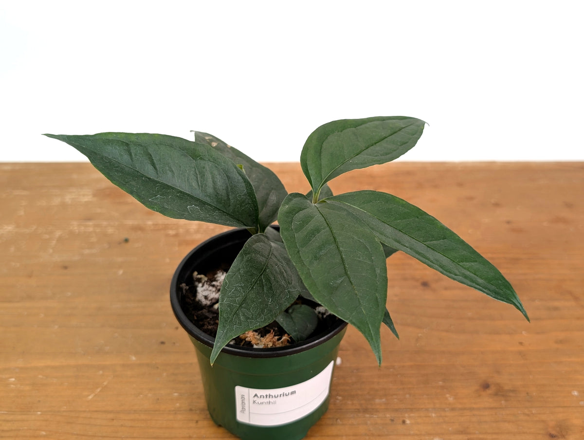 Anthurium Kunthii
