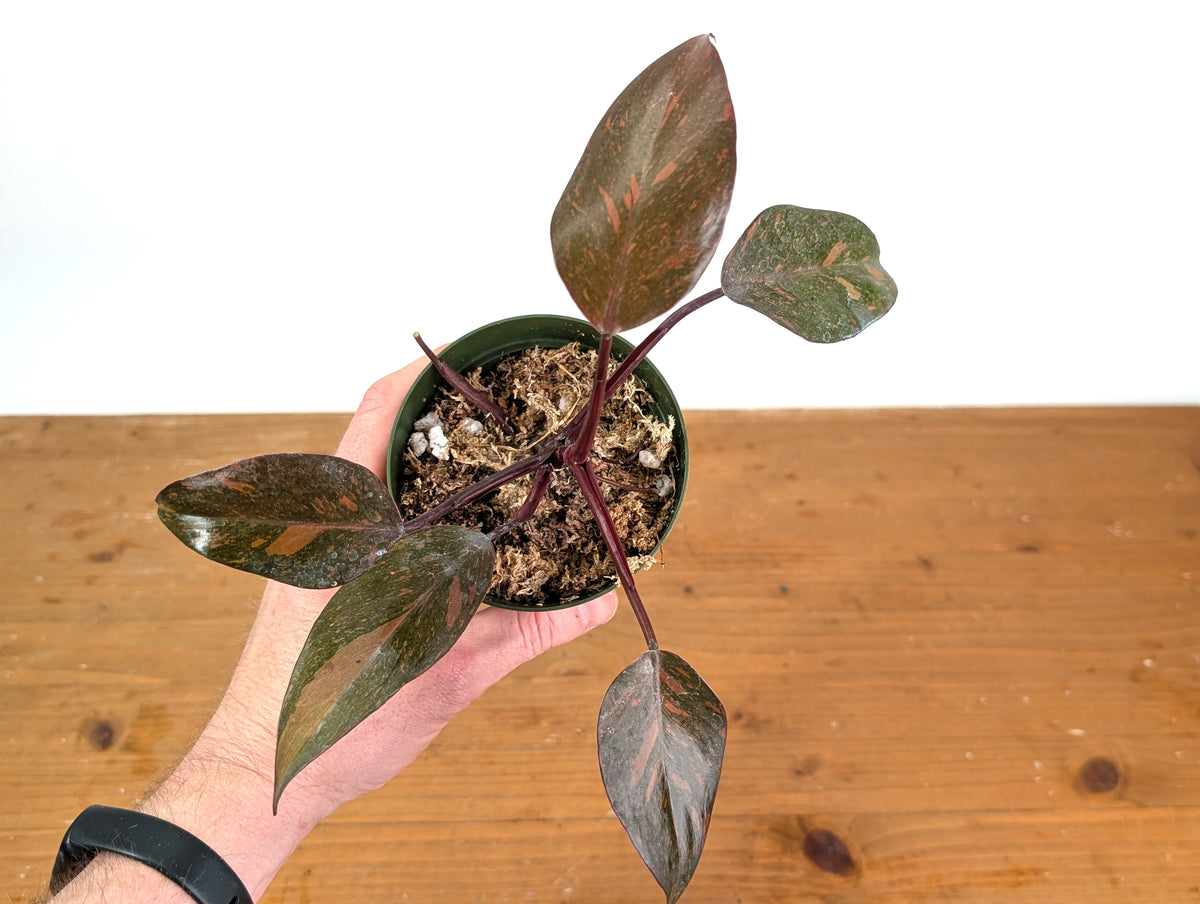 Philodendron Orange Princess Marble