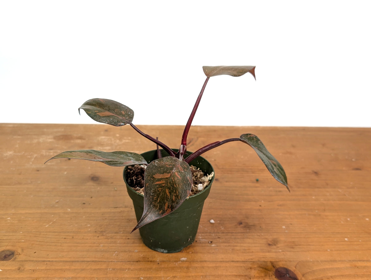 Philodendron Orange Princess Marble