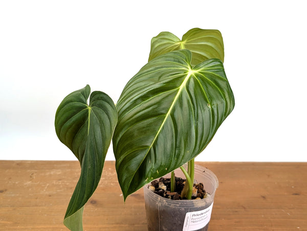 Philodendron Pastazanum x Melanochrysum
