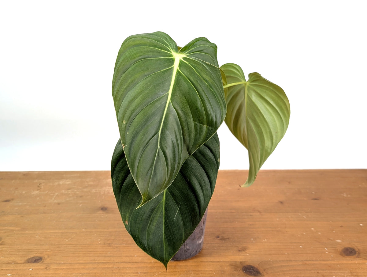 Philodendron Pastazanum x Melanochrysum