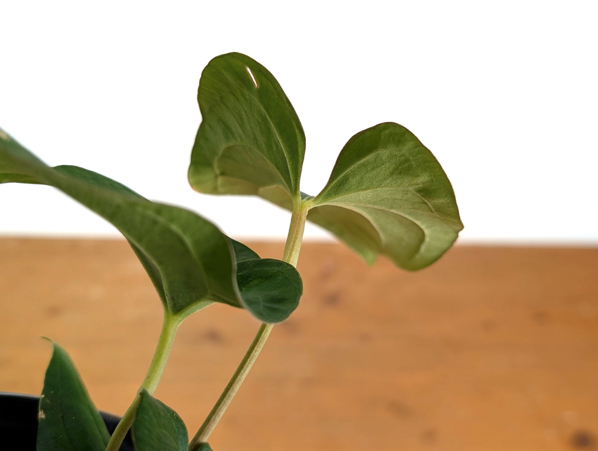 Anthurium Kunayalense x Papillilaminum