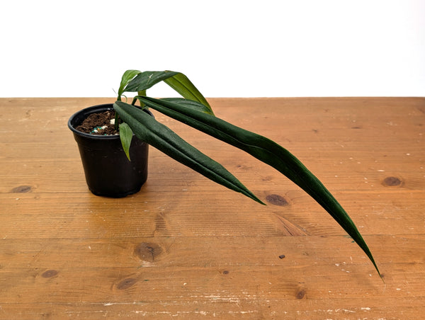 Anthurium Perangustum cf